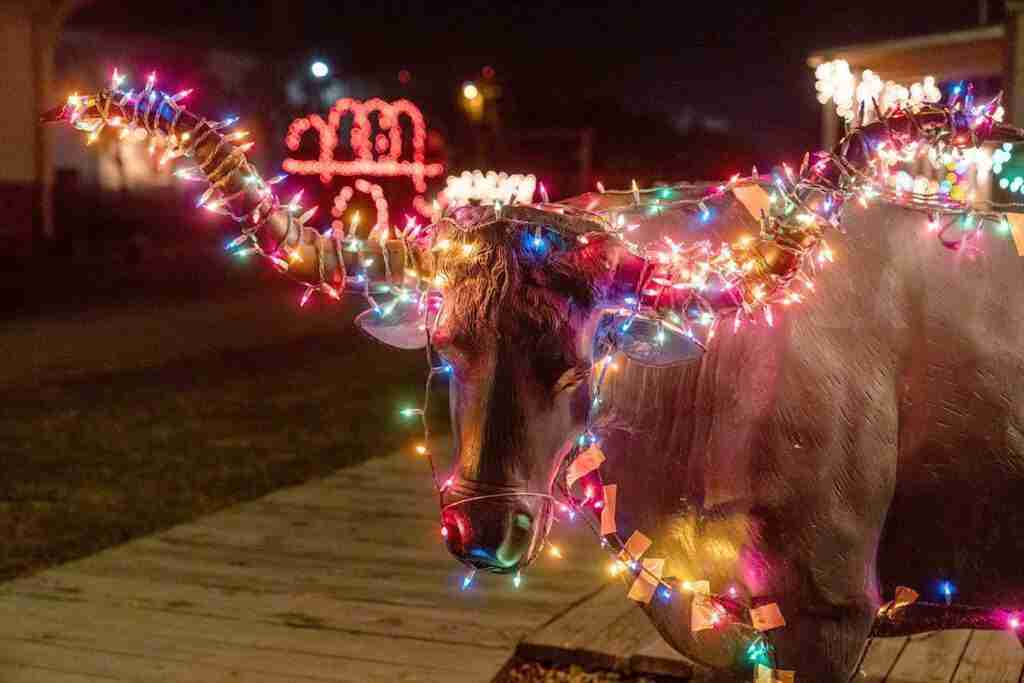 A decked-out longhorn is the perfect Kansas Cowtown Christmas symbol.